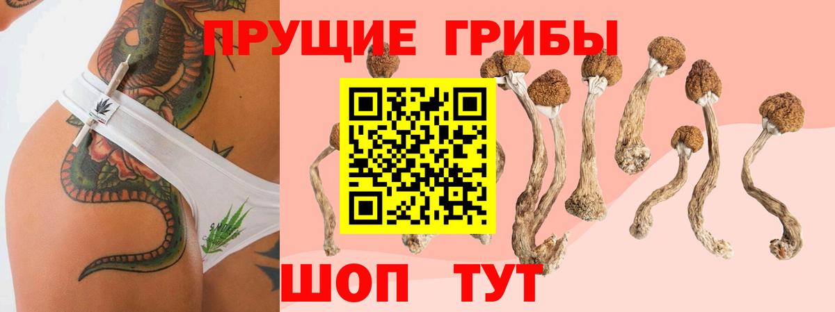 Кимовск  дарнет шоп  Вход с VPN  Псилоцибиновые грибы GOLDEN TEACHER 